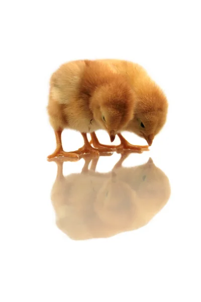 Reflejo de pollos —  Fotos de Stock