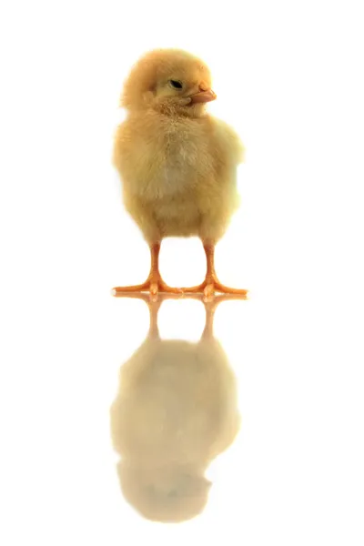 Reflektion av gula kyckling — Stockfoto