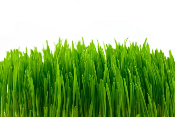 Green grass Stock Picture