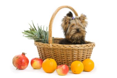 Köpek.
