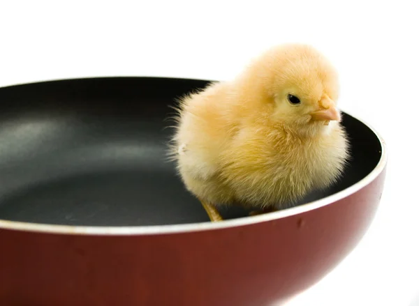 Chick. — Foto de Stock