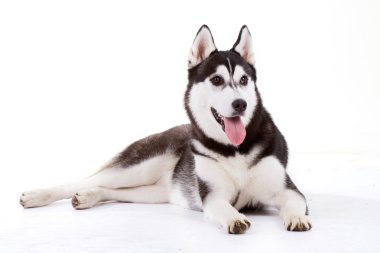 Husky clipart