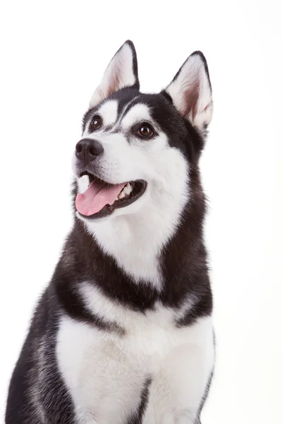 Husky Royalty Free Stock Images