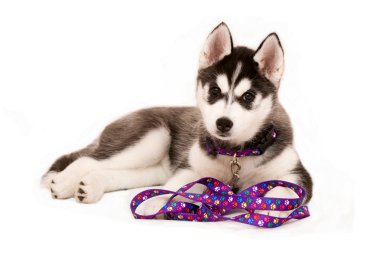 Köpek yavrusu