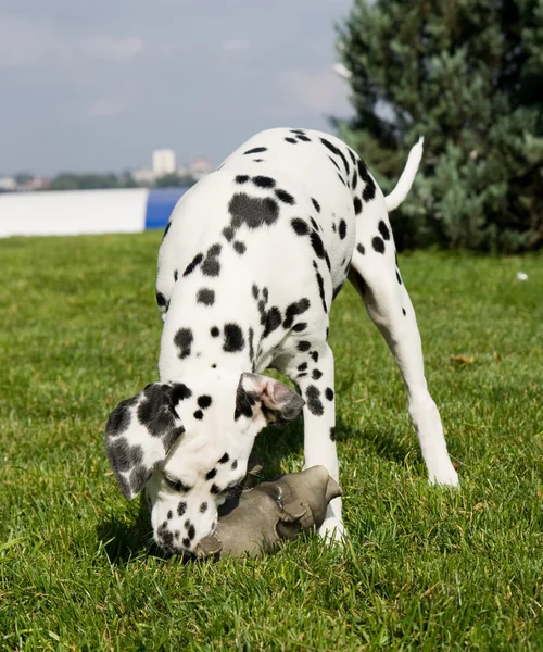 stock image Dog