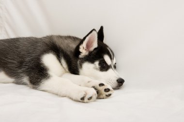 Köpek yavrusu