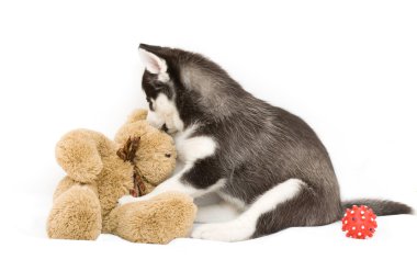 Köpek yavrusu