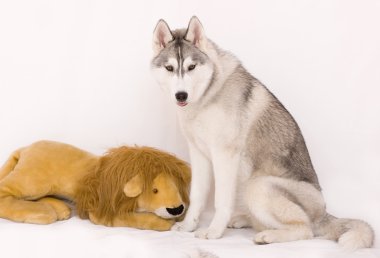 Köpek.