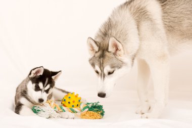 Köpek.