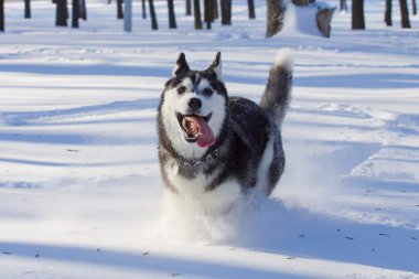 Köpek.