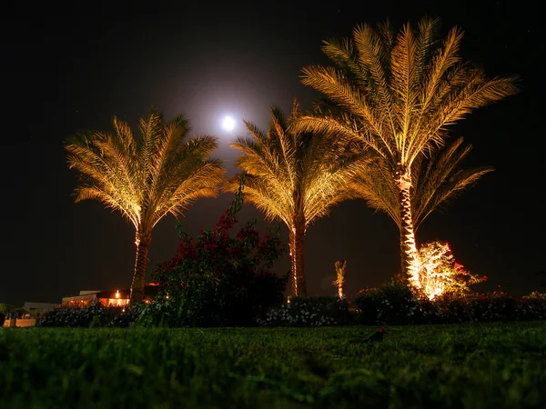 stock image Palm tree