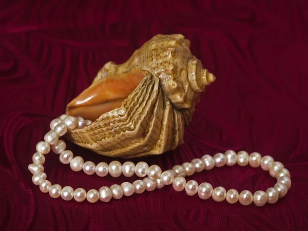 Seashell and pearl — Stock Photo, Image