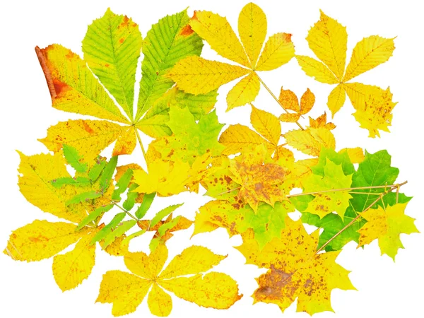 Stock image Yellow leaves