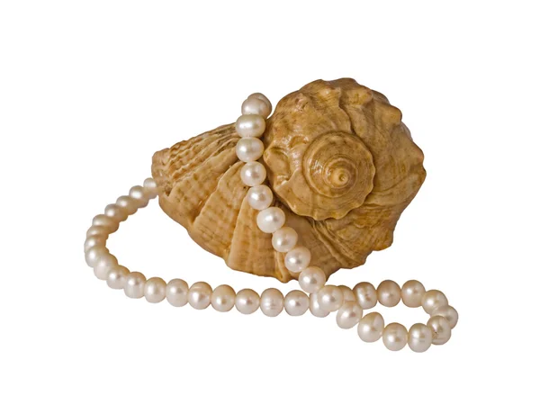 Seashell en pearl Stockafbeelding