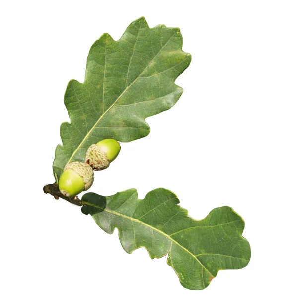 stock image Leaves of an oak and acorns