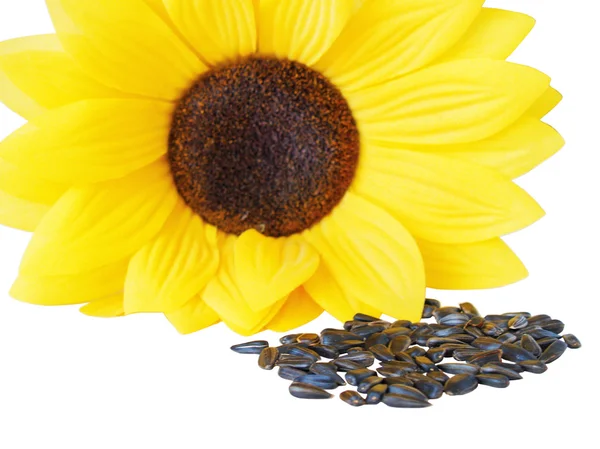 stock image Sunflower and sunflower seeds