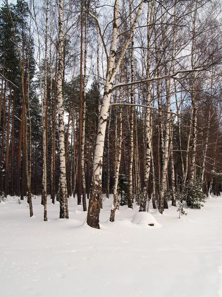 Birches and snow — Stock Photo, Image