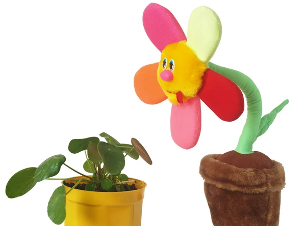 毛绒玩具在花盆里的一朵花 — 图库照片