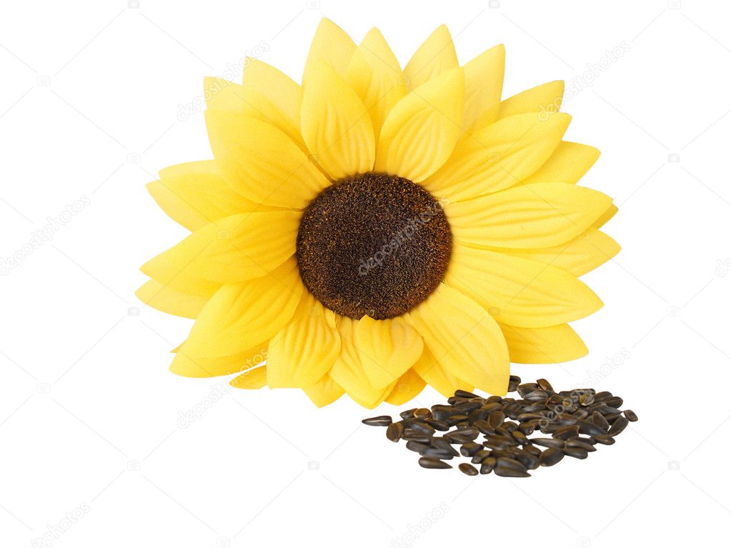 Sunflower and sunflower seeds — Stock Photo © allmag 2419727