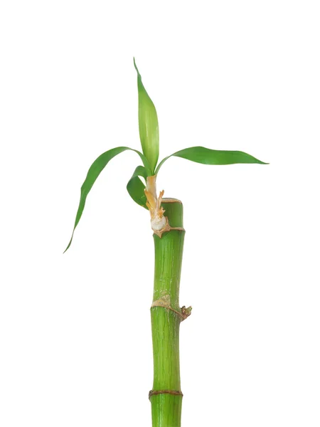 Yeşil kaçak bir bambu — Stok fotoğraf