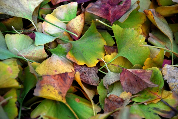 ginkgo ağacının yaprakları