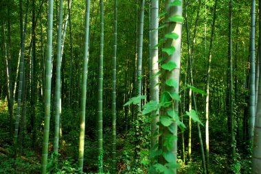 Bamboo forest in nature clipart