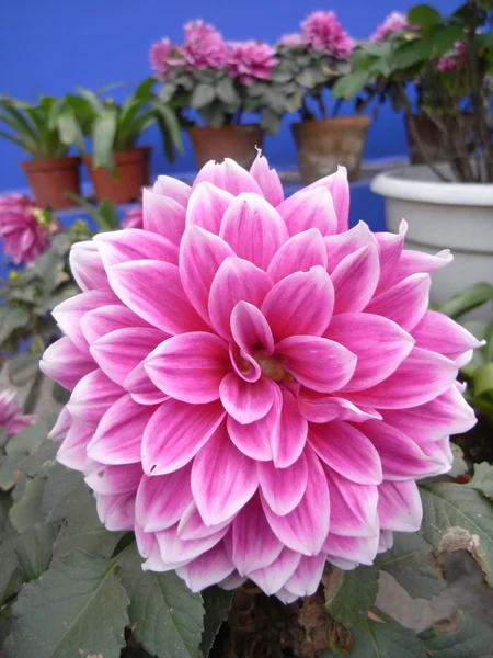 sera içinde Pembe çiçek