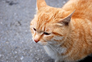 kahverengi kürklü kedi