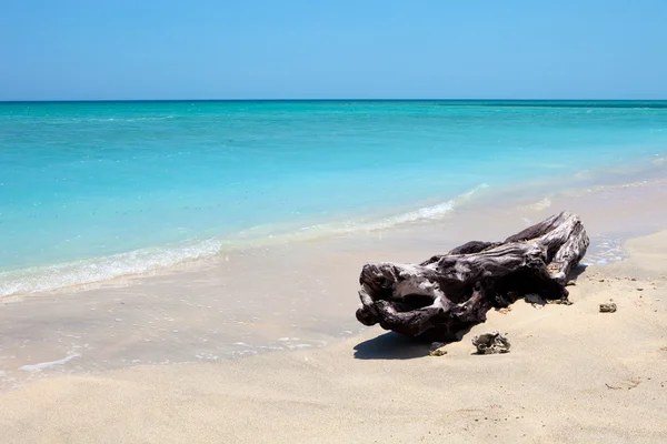 Ağaç üzerinde harika bir tropikal plaj — Stok fotoğraf