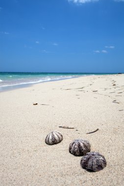 Shells on a wonderful tropical beach clipart