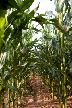 Maize field clipart