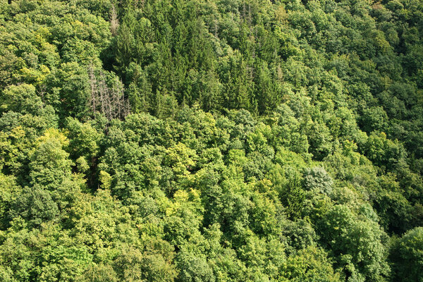 Wonderful green forest from above