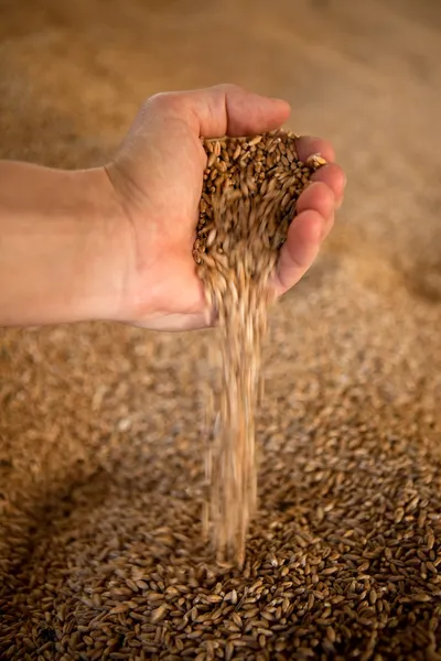 Van tarwe — Stockfoto