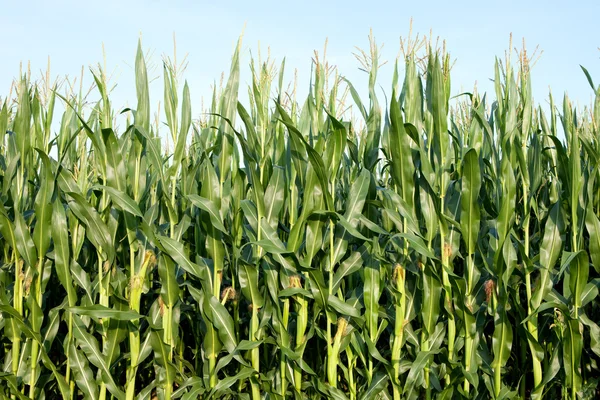 stock image Maize field