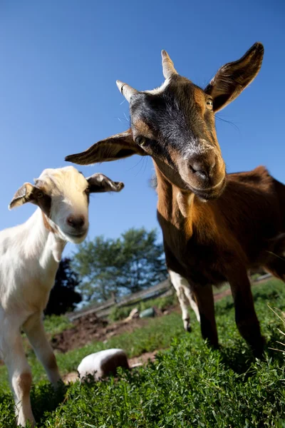 Młode kozy — Zdjęcie stockowe