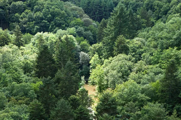 Skogen från ovan Stockbild