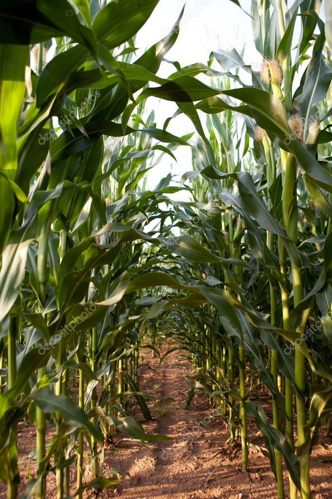 Maize field Stock Photo by ©cozmopics 2107285