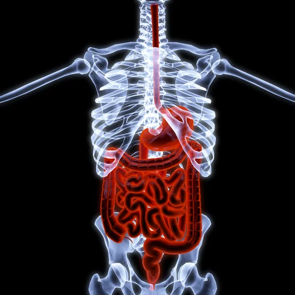 Insan iç organlar — Stockfoto