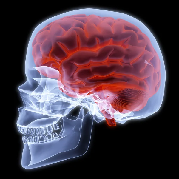Людського черепа — стокове фото