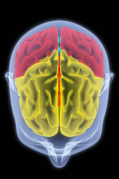 뇌 — 스톡 사진