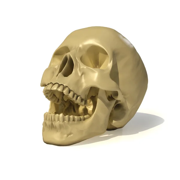 두개골 — 스톡 사진