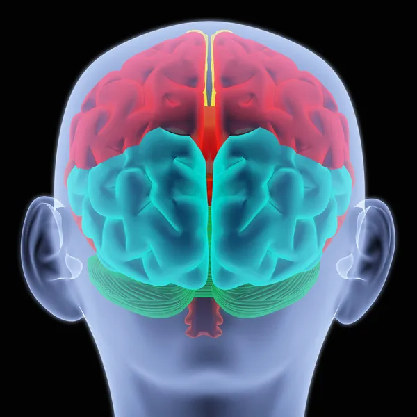 Cerebro — Foto de Stock
