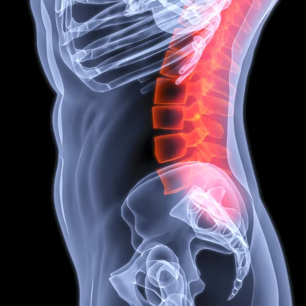 Espina dorsal — Foto de Stock