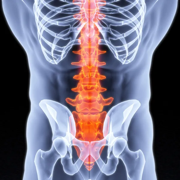 Espina dorsal — Foto de Stock