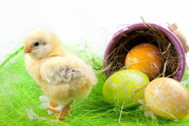 Easter Chick clipart