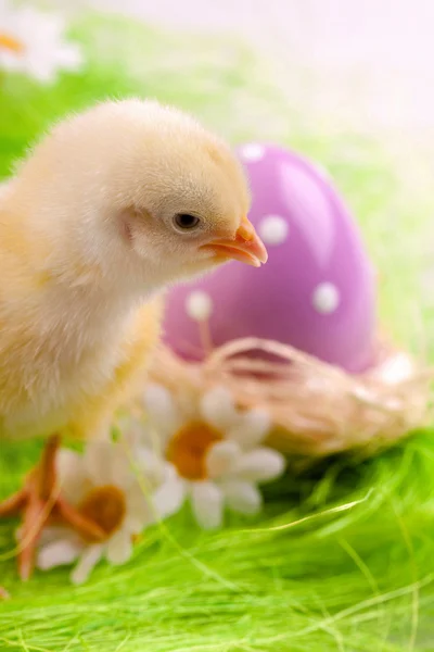 Великдень Chick — стокове фото