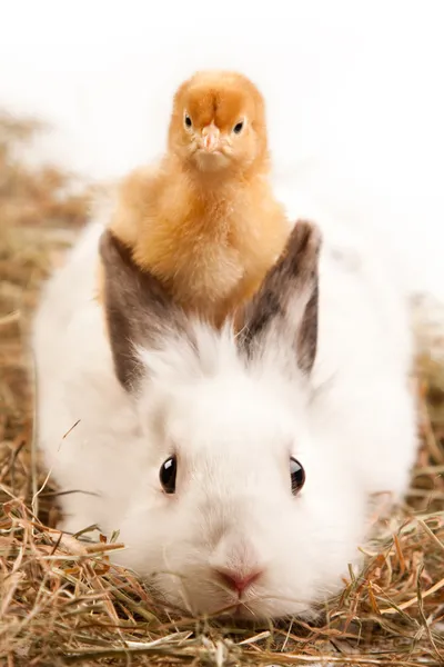 Konijn en chick — Stockfoto