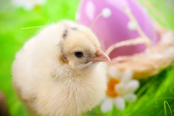 Young Chick portrait — Stock Photo, Image