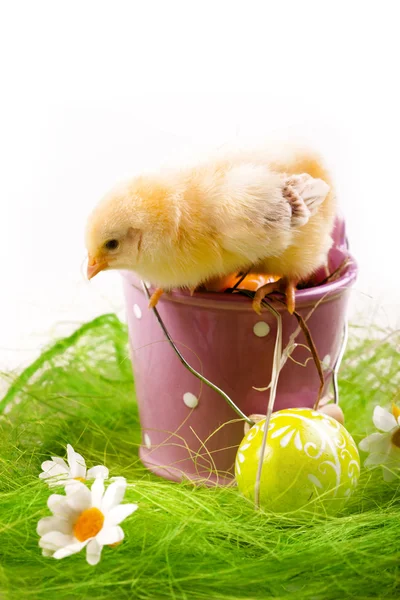 Wielkanoc pisklę — Zdjęcie stockowe
