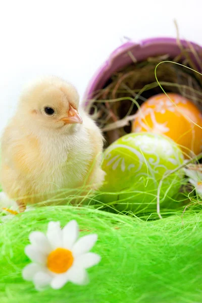 Velikonoční kuřátko — Stock fotografie